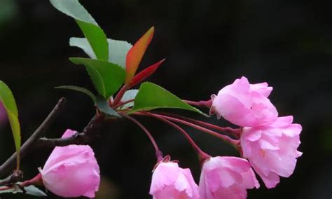 海棠花 象徵|海棠花的象征意义及传承之美（寄情于花语中的红颜佳人）